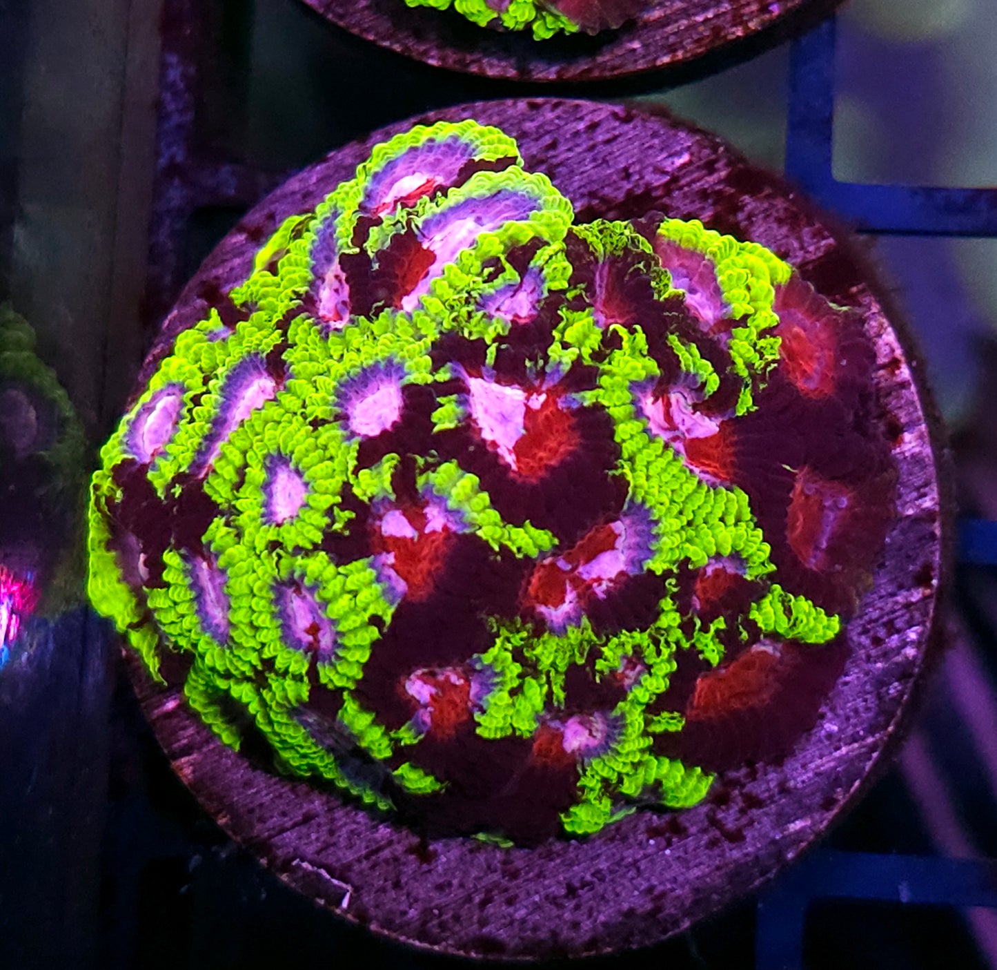 HF Ultimate Warrior Favia Colony