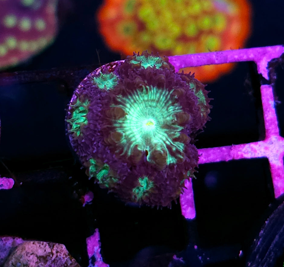 Soul Reaper Indo Blasto