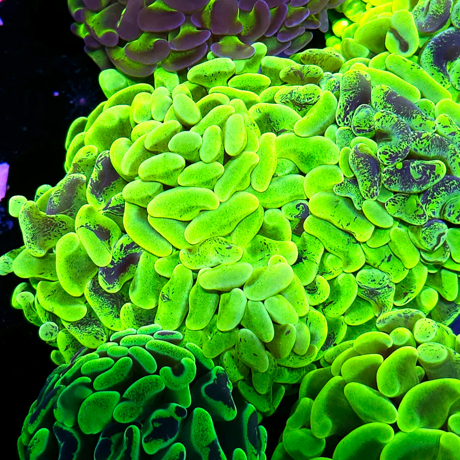 Fat Head Plutonium Branching Hammer