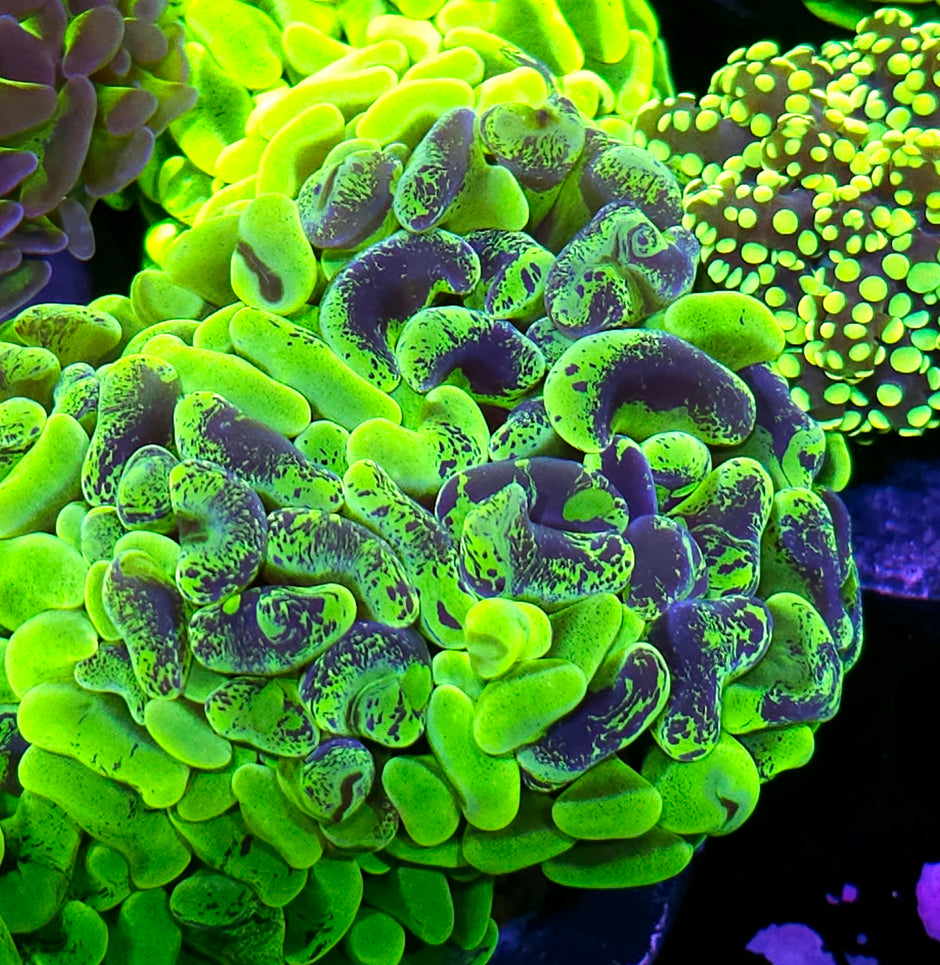 Digital Static Fat Head Branching Hammer