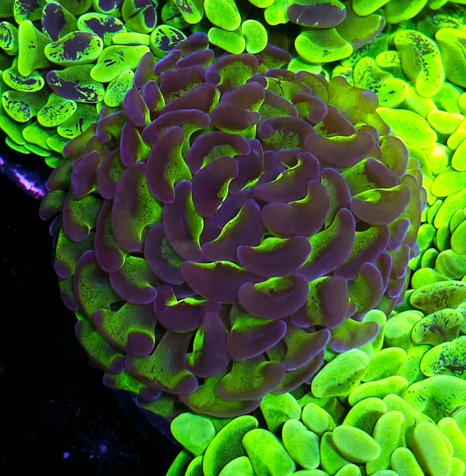 Incredible Hulk Fat Head Branching Hammer