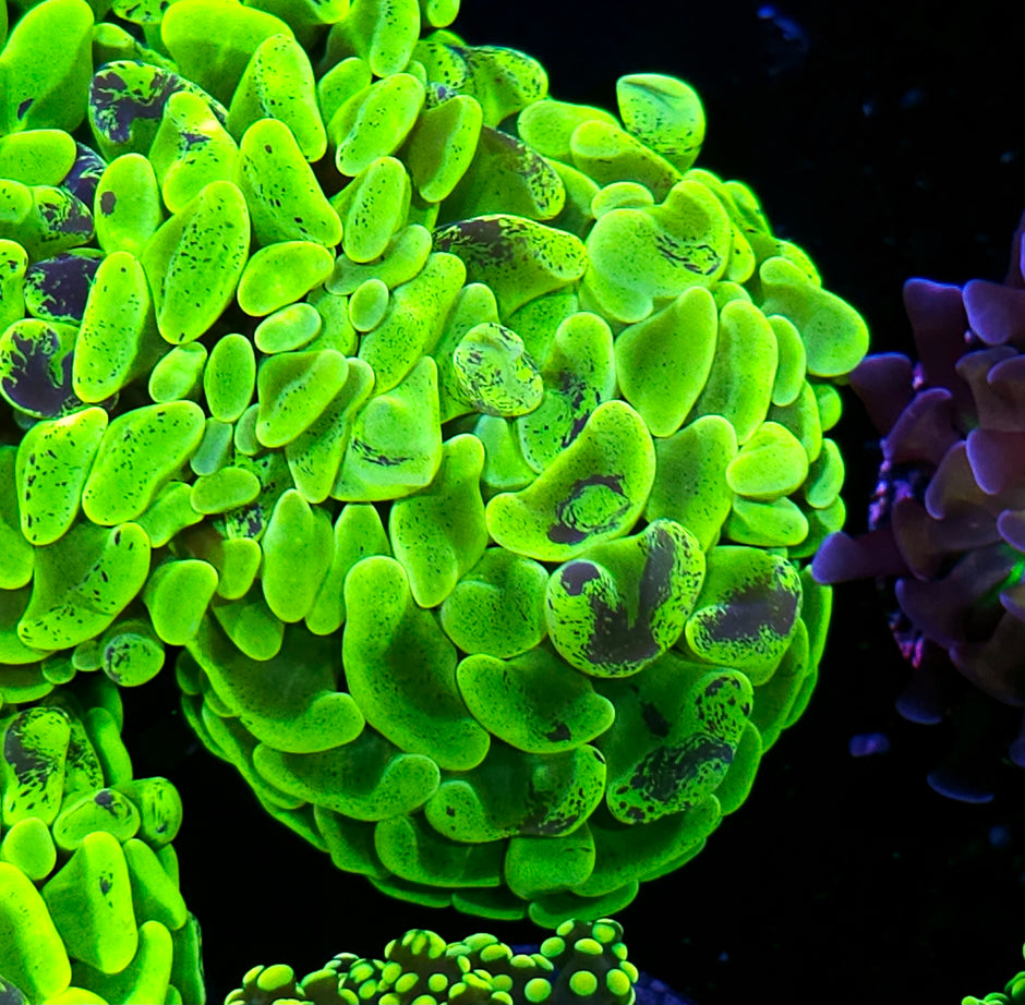 Uranium Fat Head Branching Hammer