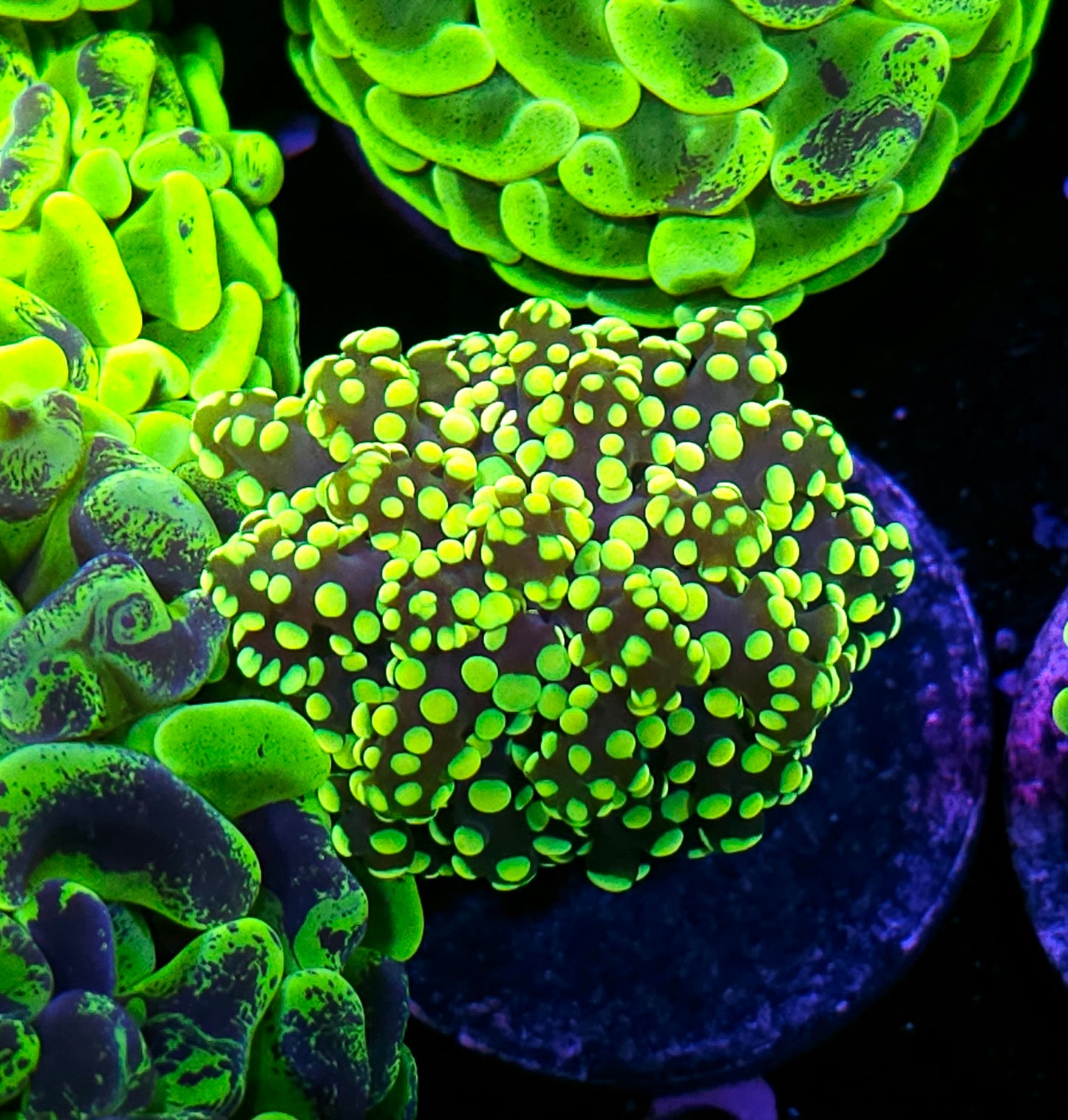 King Kobe Yayemensis