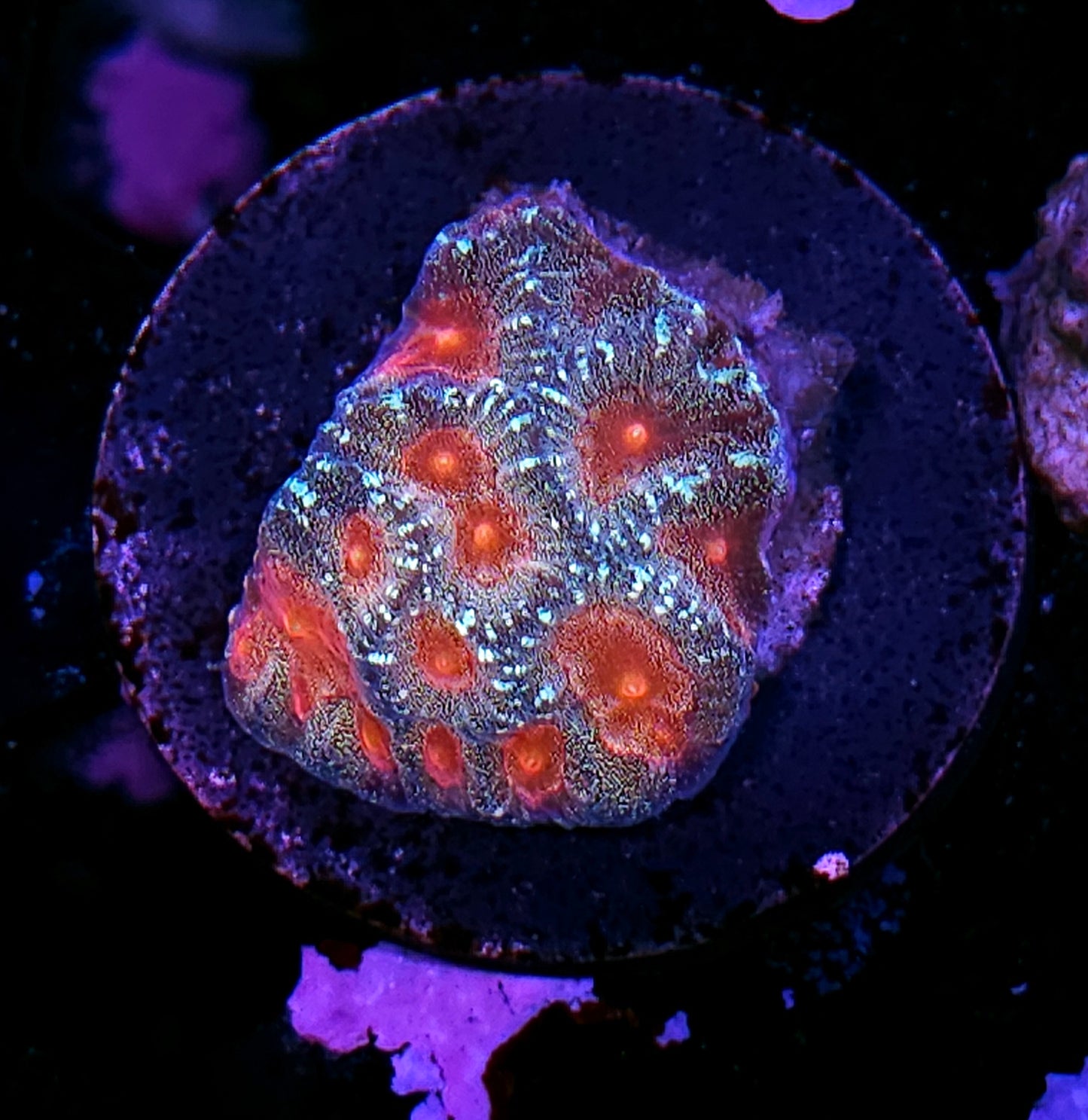 HF Glitter Fairies Favia