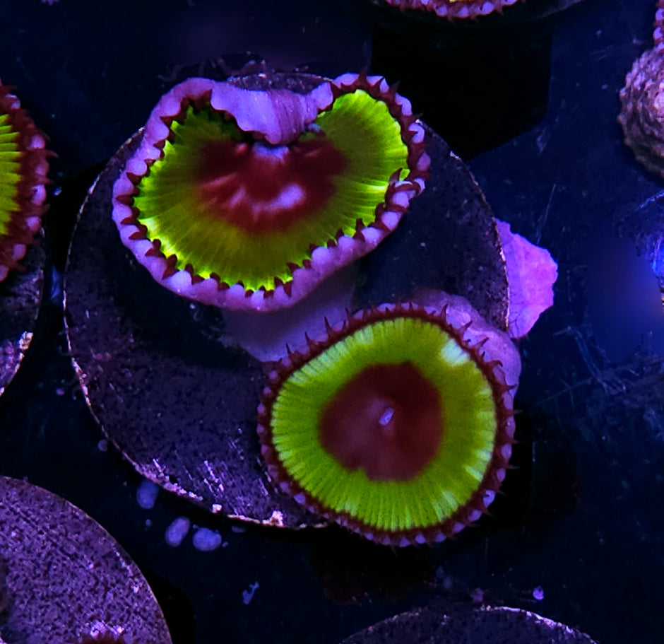 Green Grandis Palys ALMOST EXTINCT IN THE WILD