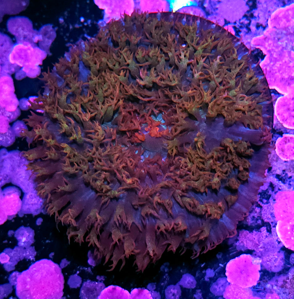 4" Odd Rainbow St Thomas Mushroom