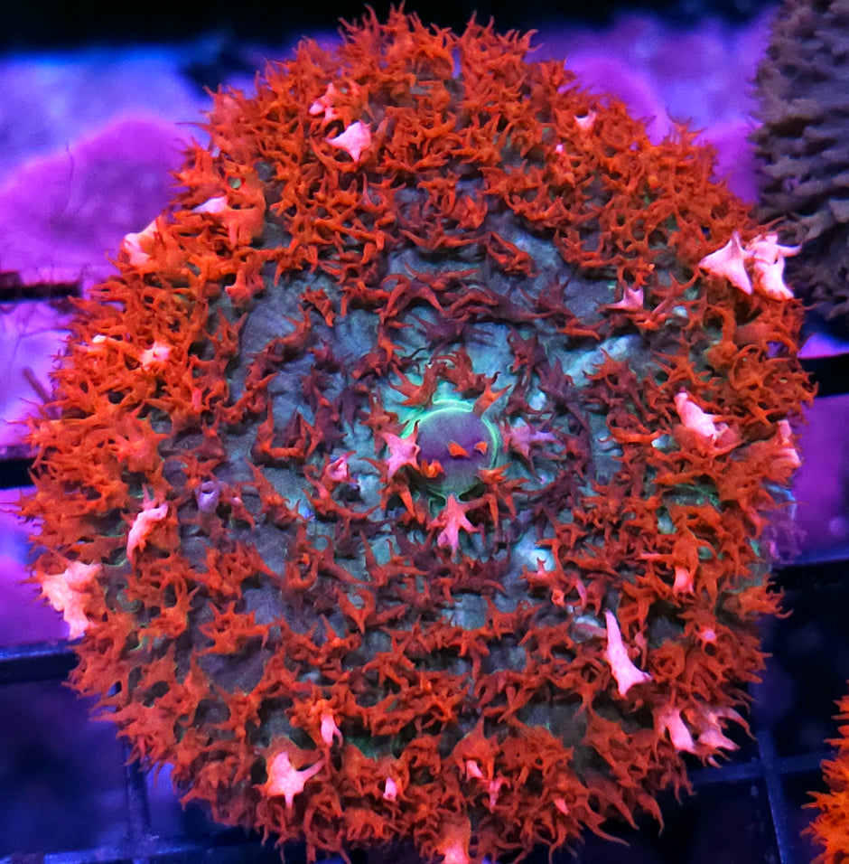 4" White Caps St Thomas Mushroom