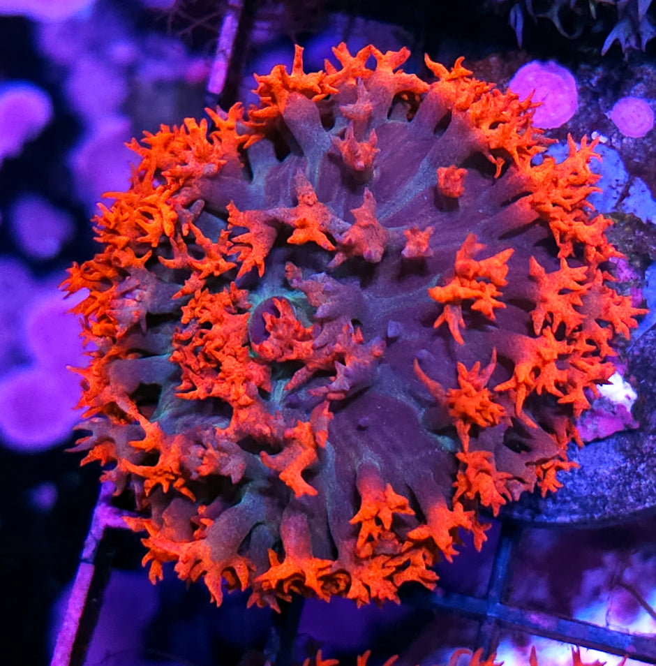 Mixed Berries St Thomas Mushroom