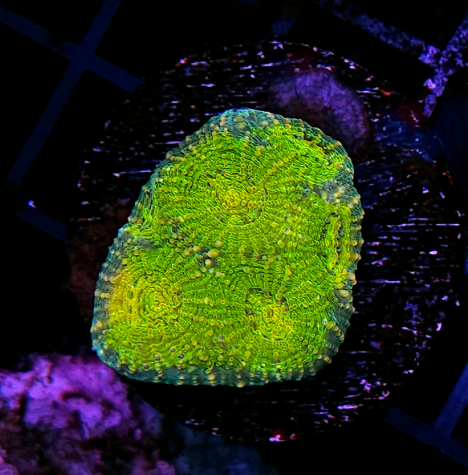 Radioactive Beacon Acan Echinata