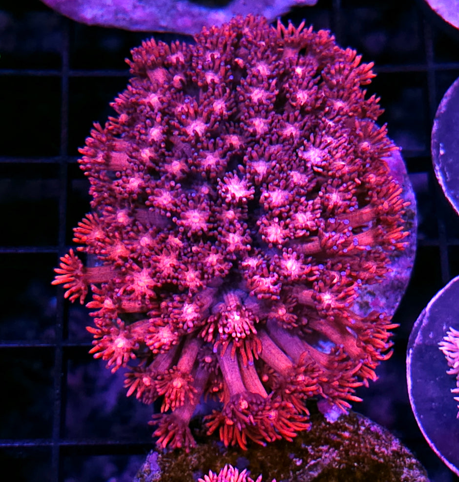 Cherry Passions Goniopora Colony Opens Big