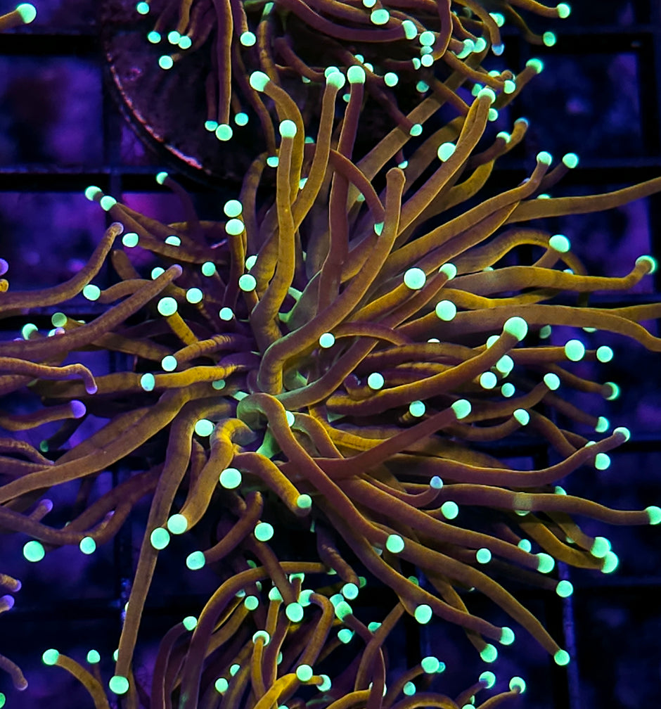 Epic Gold Variant Torch