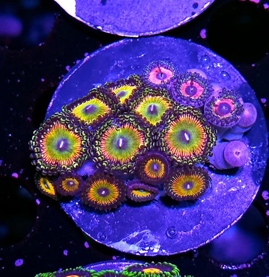Candy Apple Pink Zoas