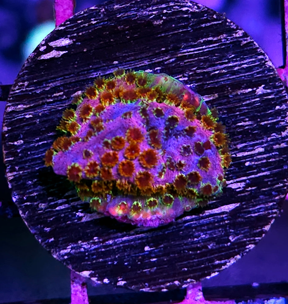 WWC Rainbow Skittles Cyphastrea