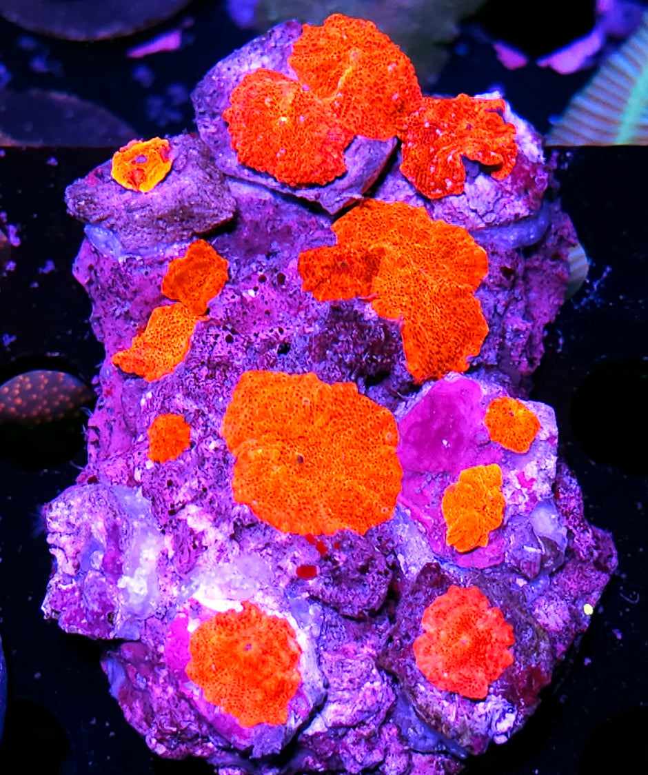 RARE Scarlett Begonias Mushroom Colony 💪🤯