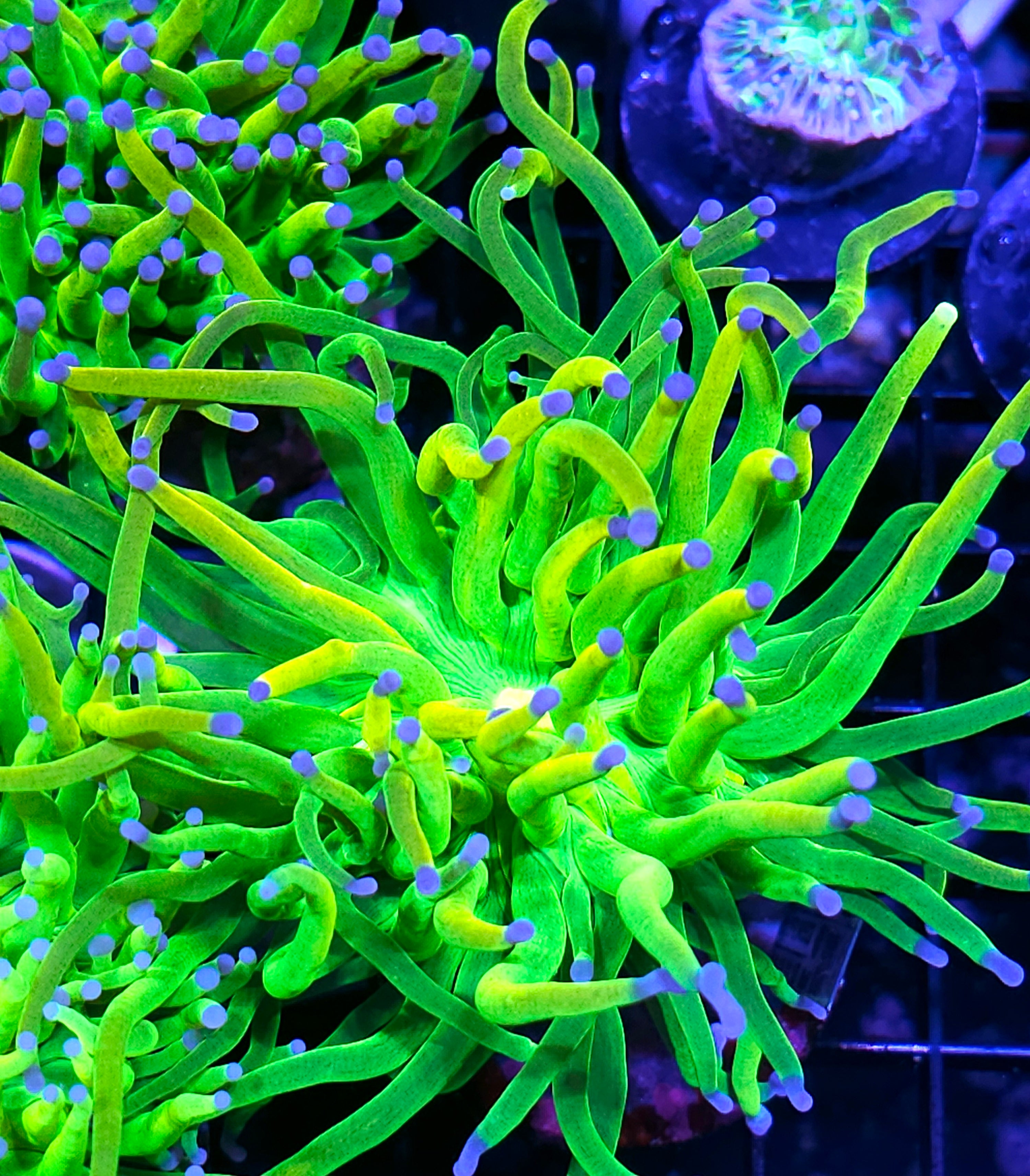 Closet Freak Holy Grail Torch – Hellfire Frags