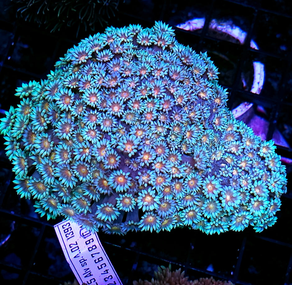 I Am Legend Branching Goniopora Colony