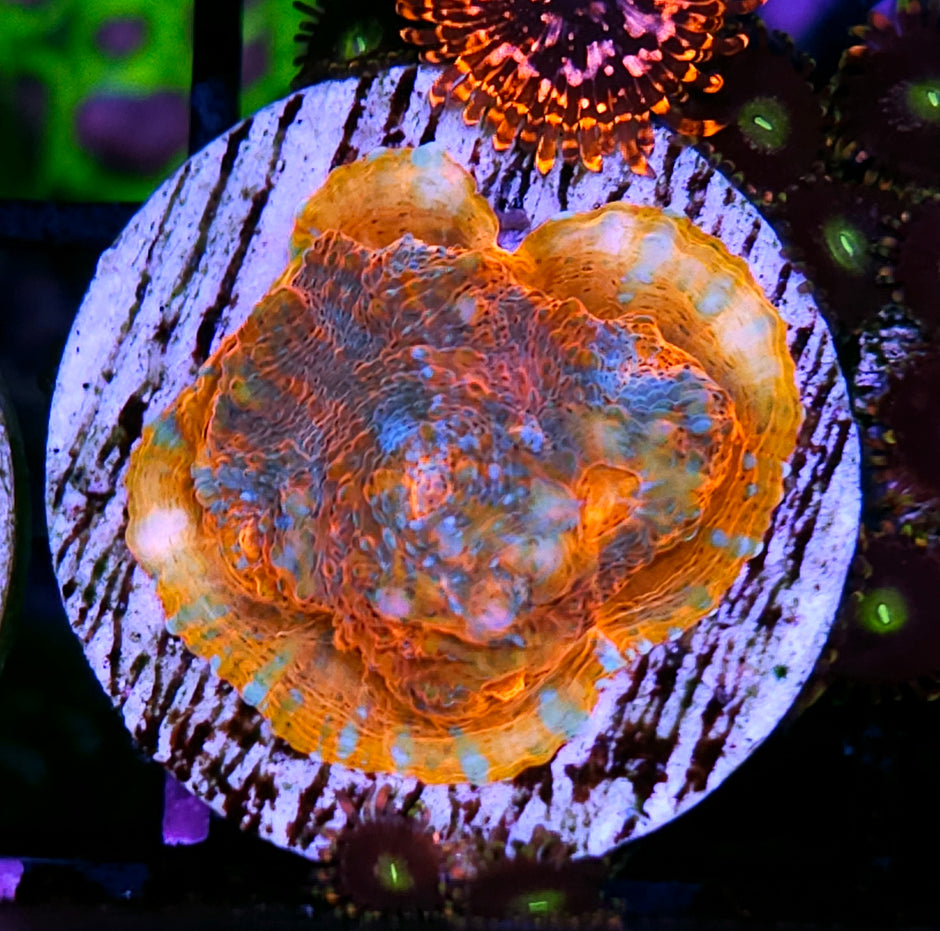 HF Full Tilt Convict Chalice