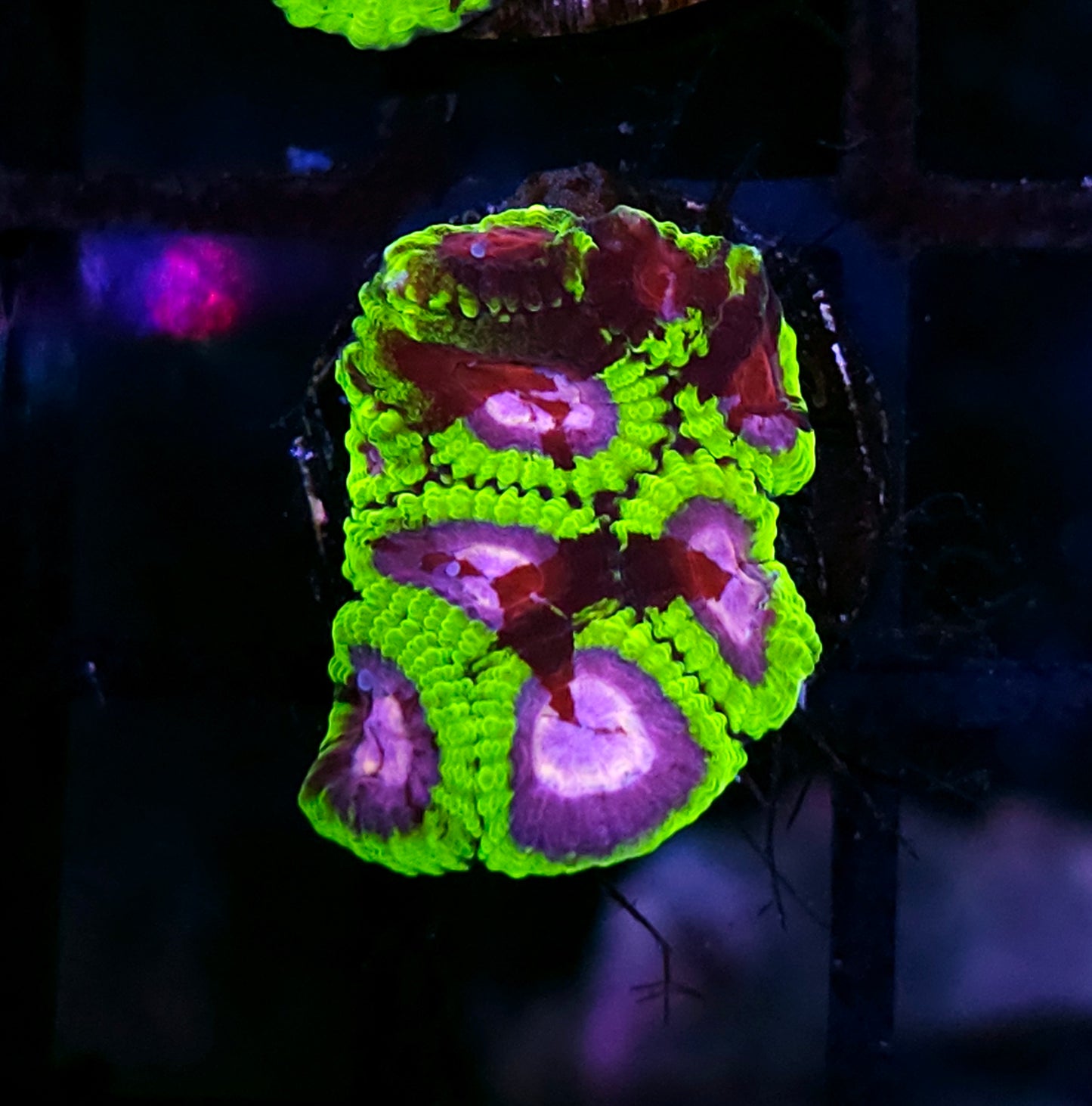 HF Ultimate Warrior Favia