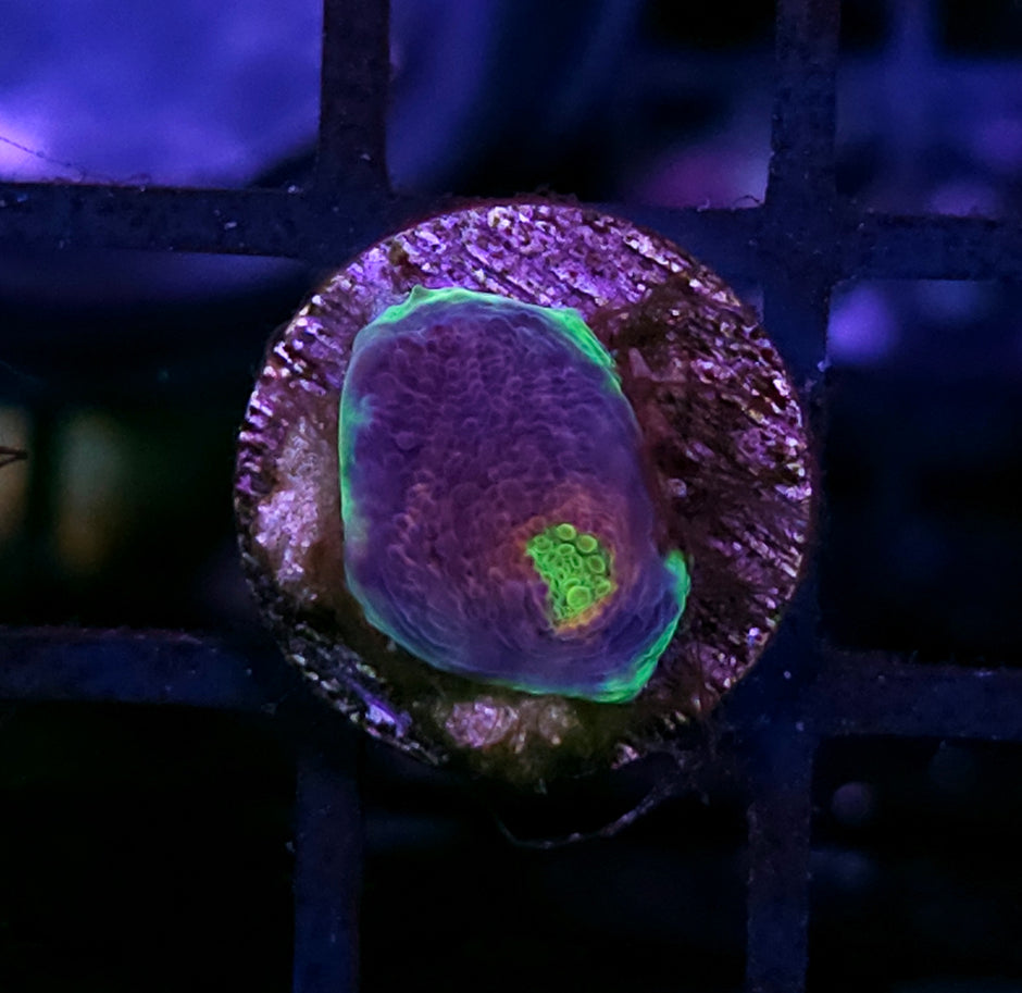 HF That's Amore Chalice