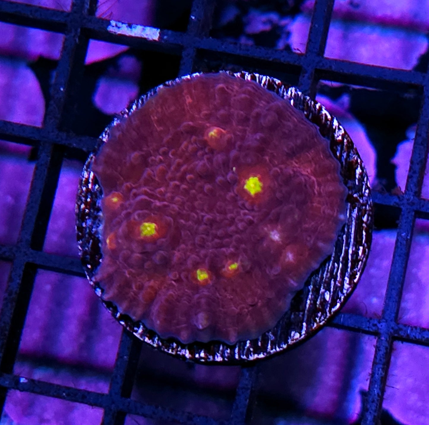 Merlot Spitzer Chalice