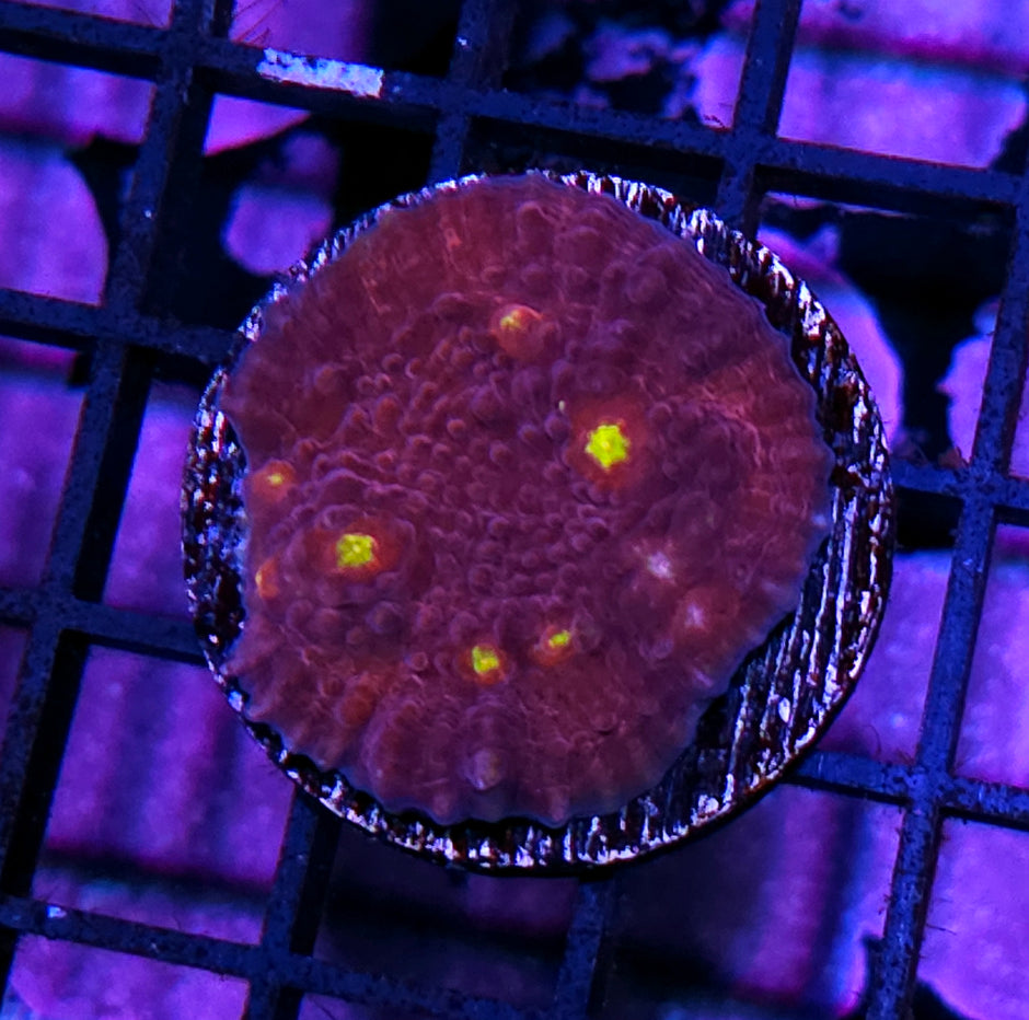 Merlot Spitzer Chalice