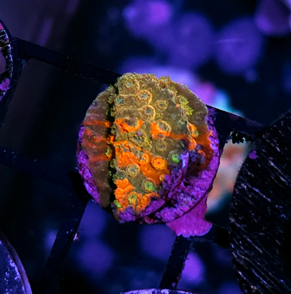 HF Circuit Breaker Cyphastrea