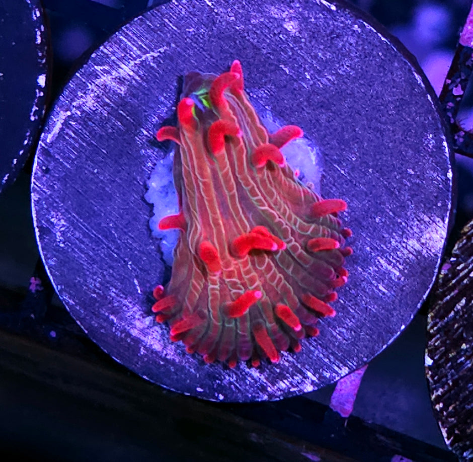 Unicorn 🦄 Kisses Diaseris