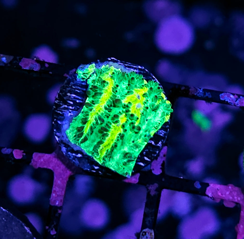 HF Time Bender Chalice