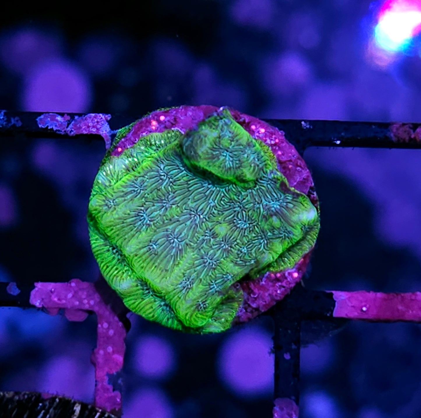 Blastoise Leptosersis