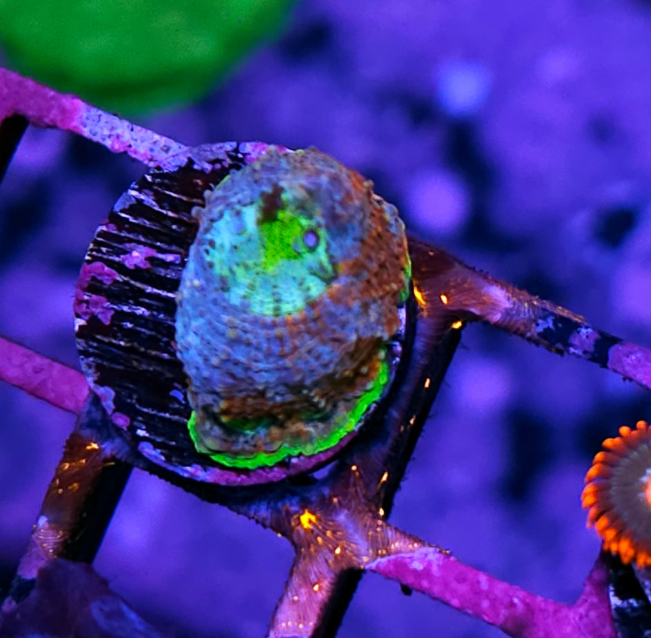 🥵🤯Wonderland Acan Echinata🤯🥵