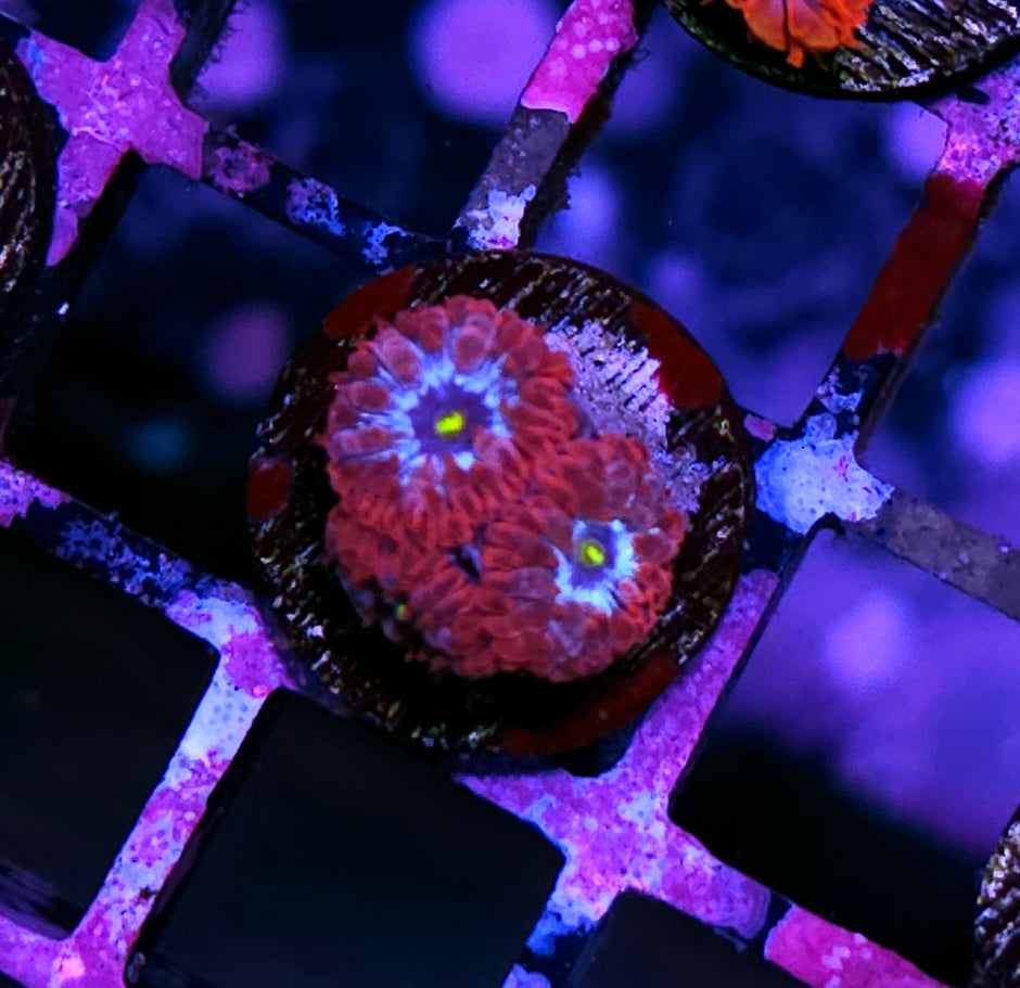 HF Arc Reactor Blasto