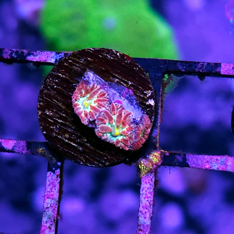 ECC Blind Eye Blasto