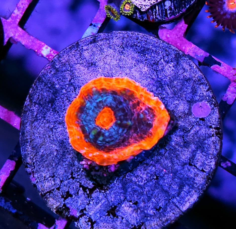 HF Andromeda Strain Red Rim Chalice