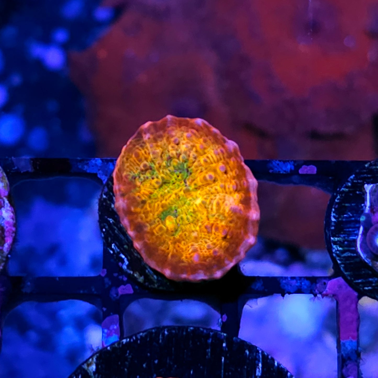 HF Ludicrous Chalice