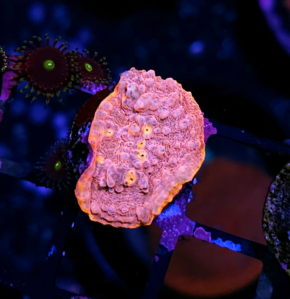 Orange Rim Bubble Gum Chalice 😋