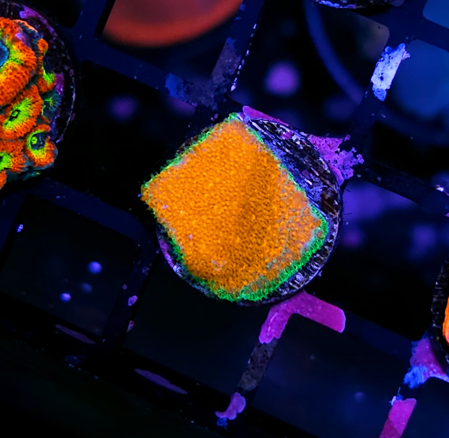 Watermelon Psammacora