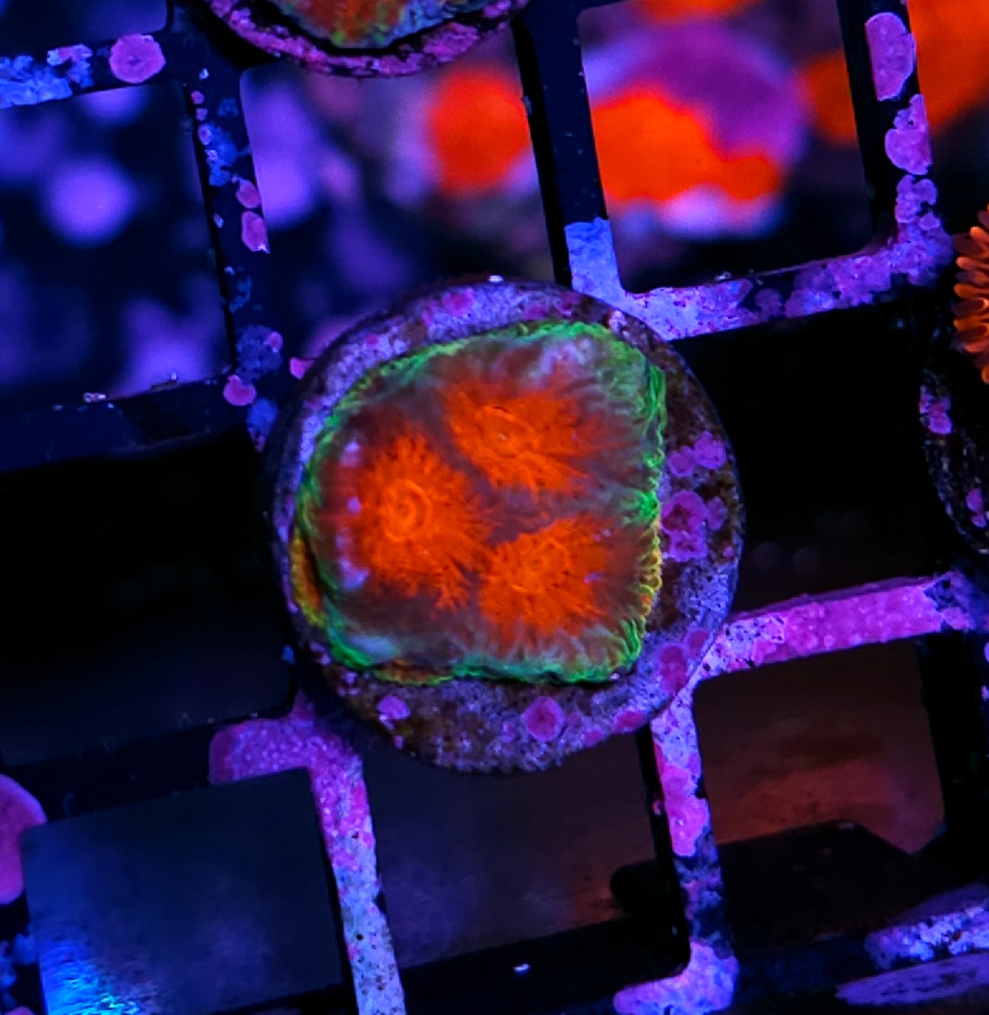 HF Super Smash Bros Favia