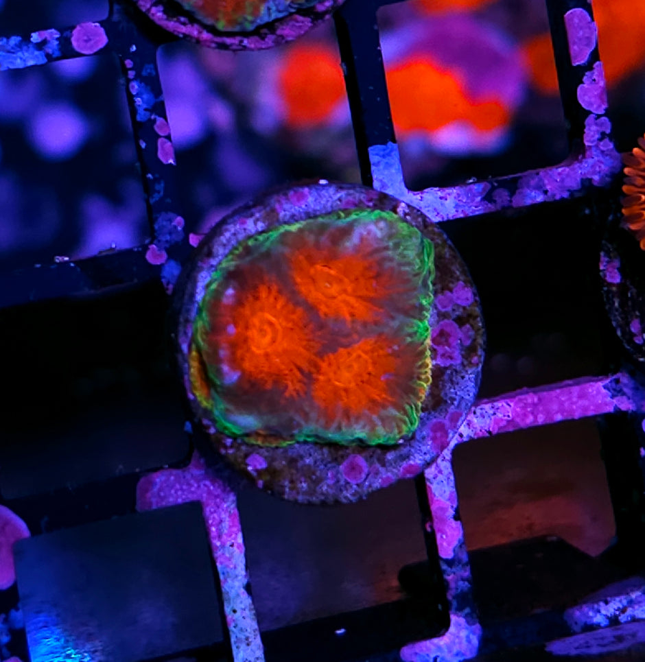 HF Super Smash Bros Favia