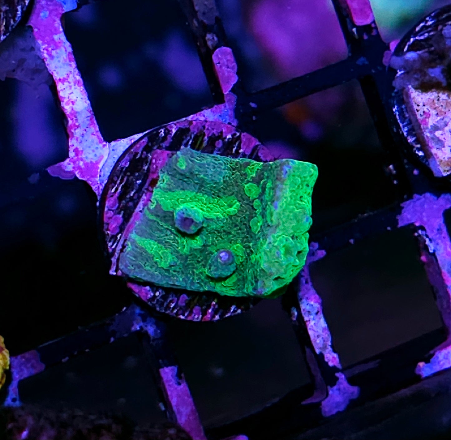 HF Tye Dye Astreopora