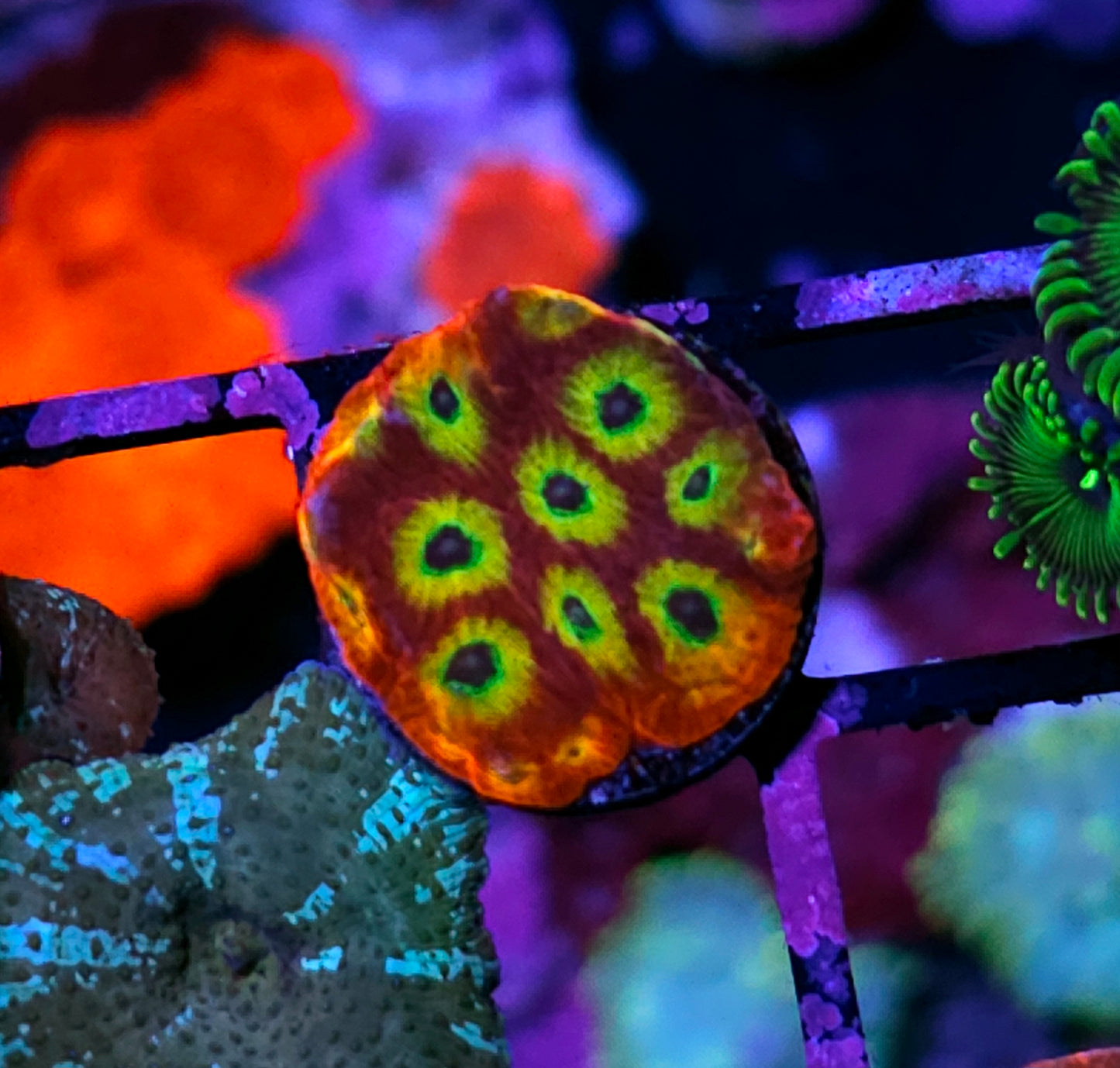 HF Hot Habanero Favia