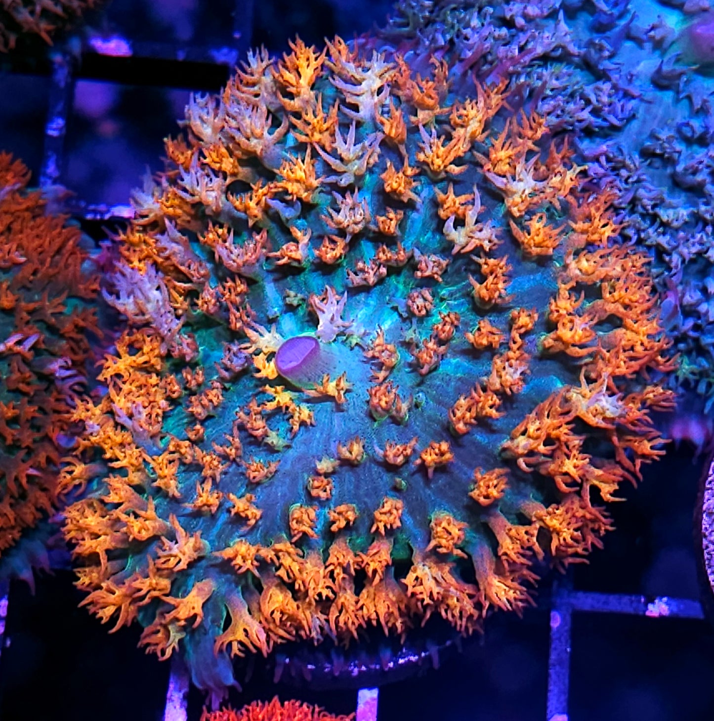 3.5" Insane Asylum St Thomas Mushroom