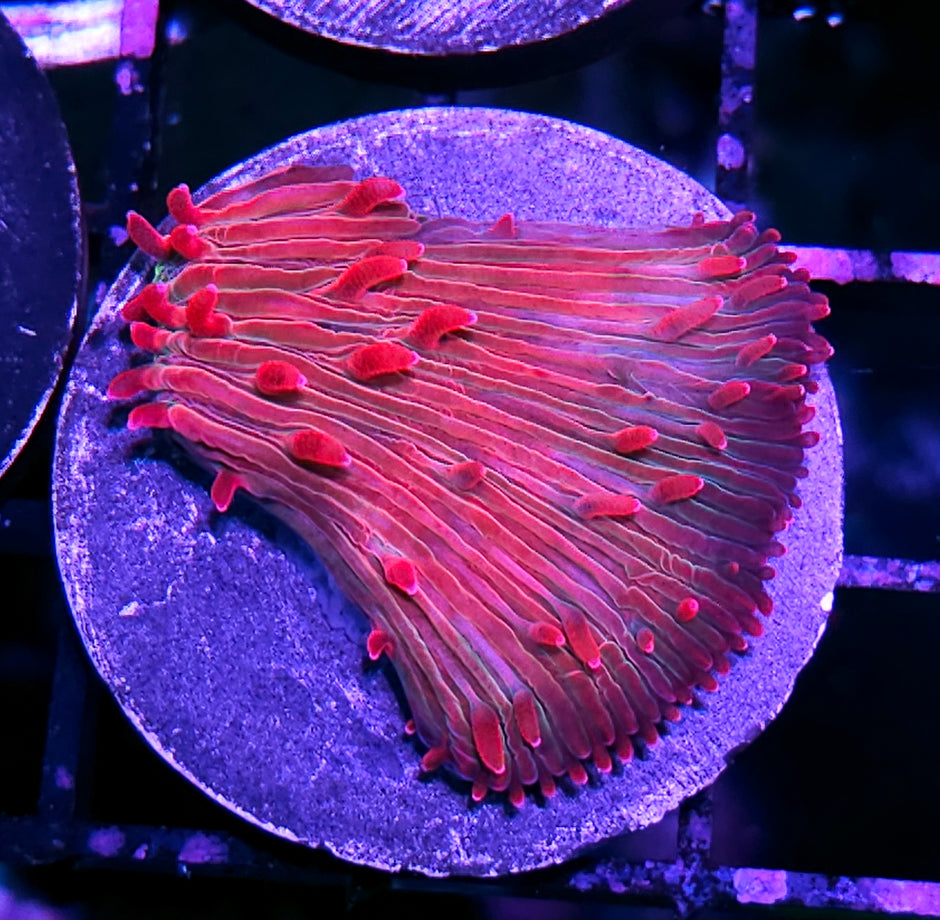 Unicorn 🦄 Kisses Diaseris