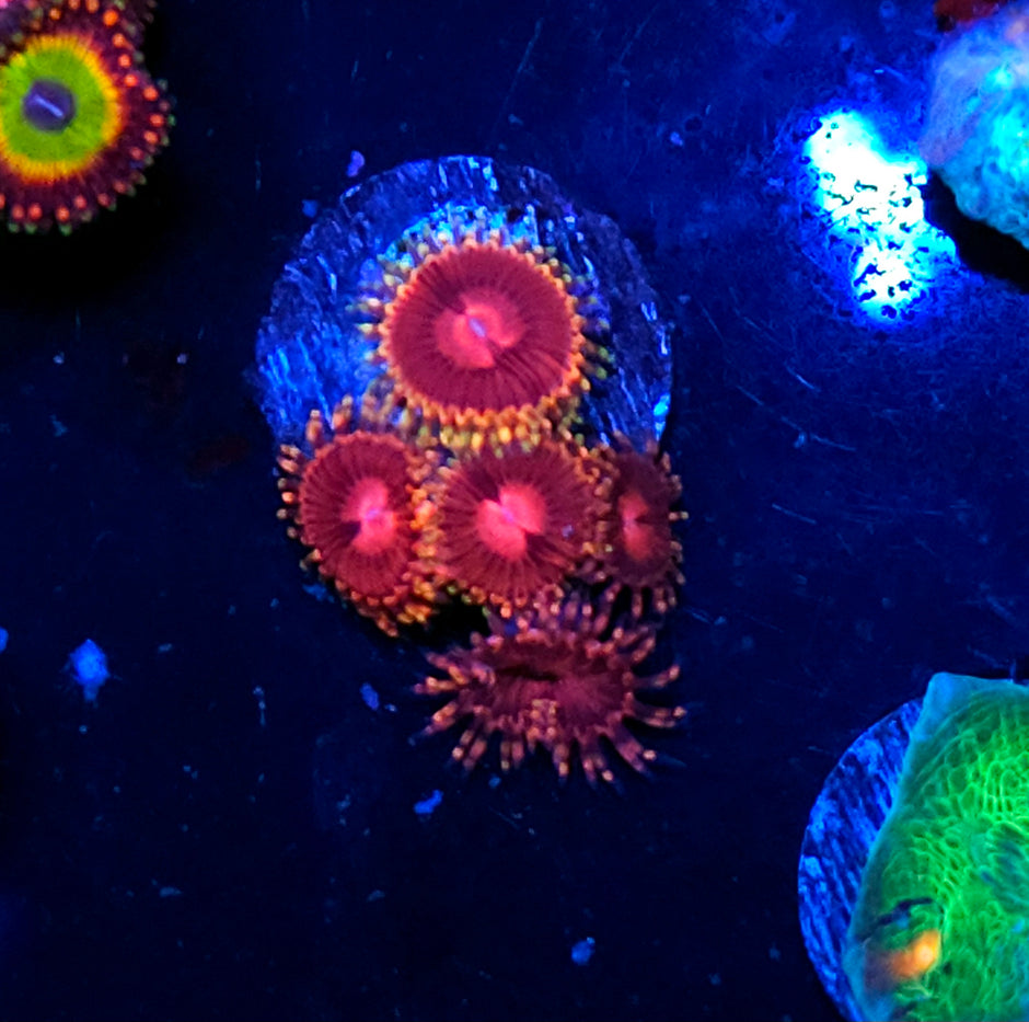 DK Superfruit Zoas