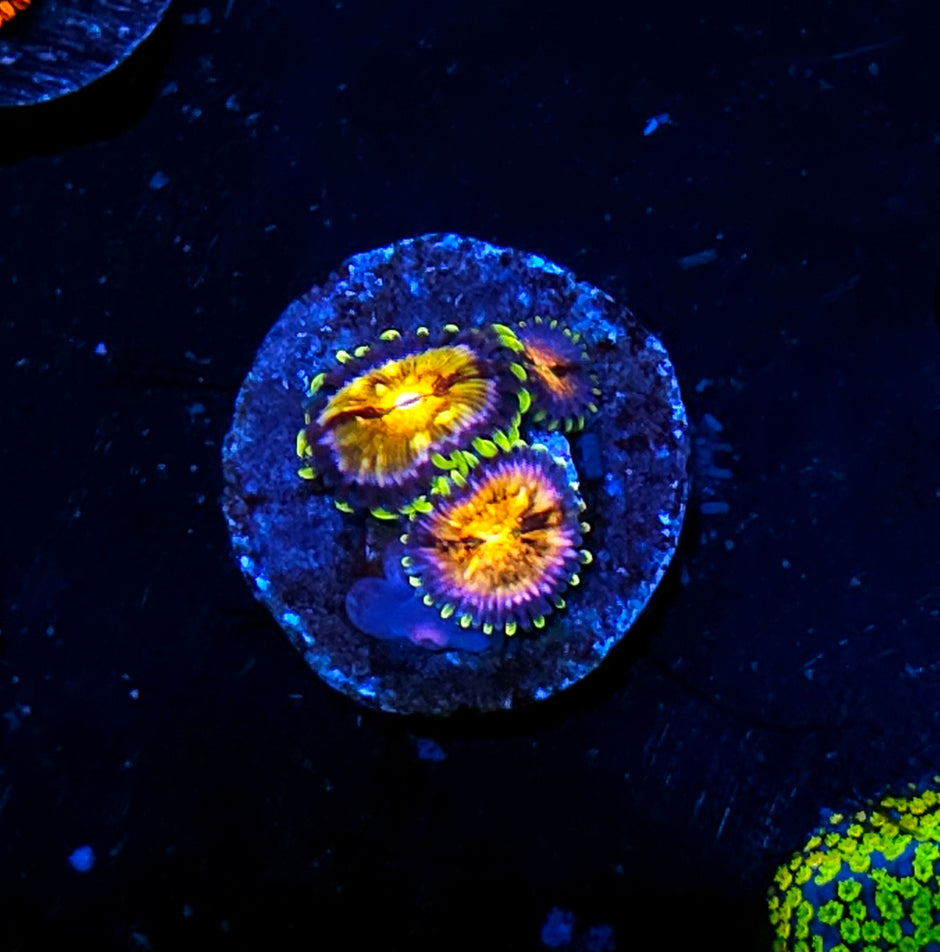 HF Nirvana Zoas