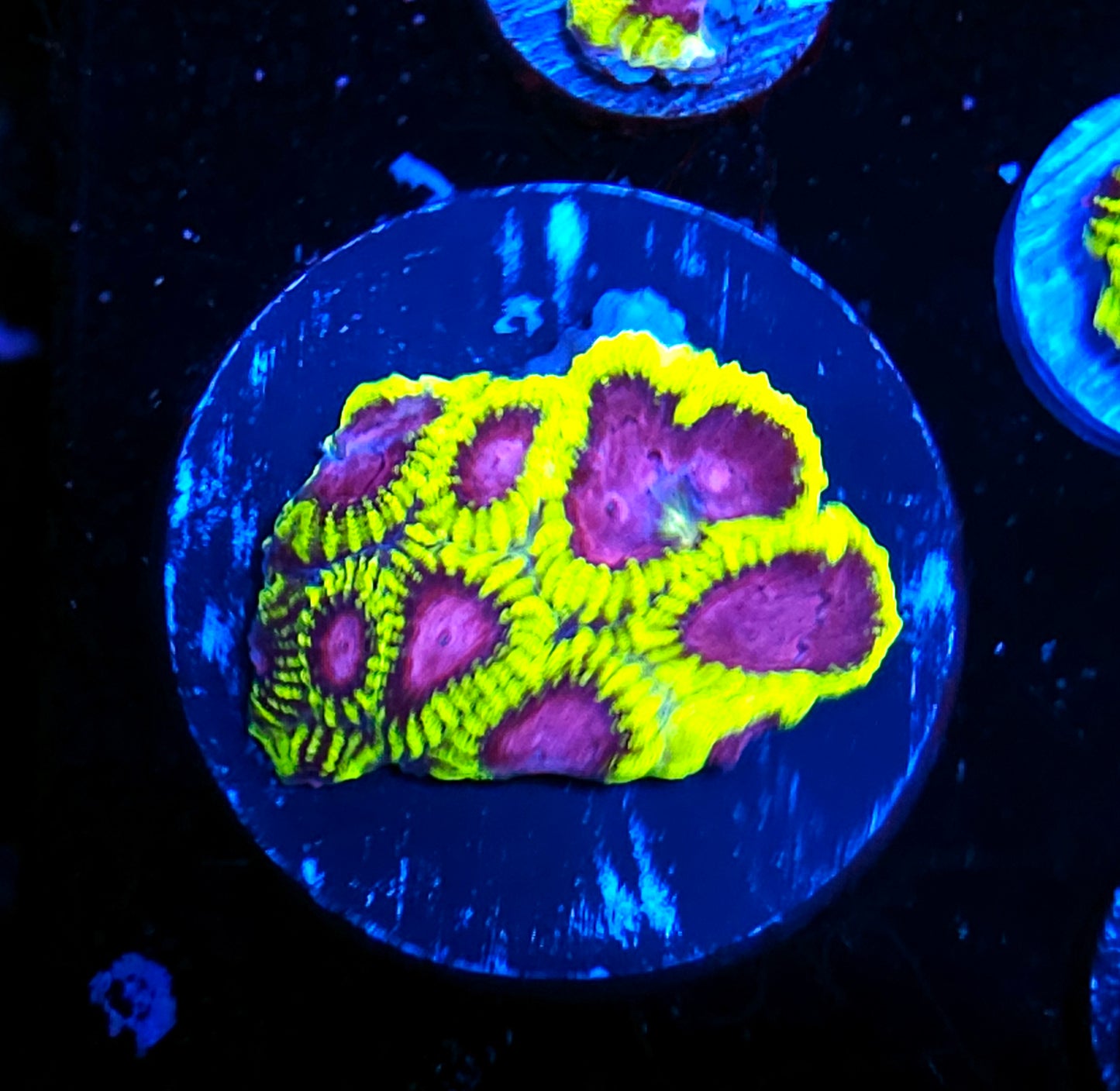 CK Yellow Submarine Favia