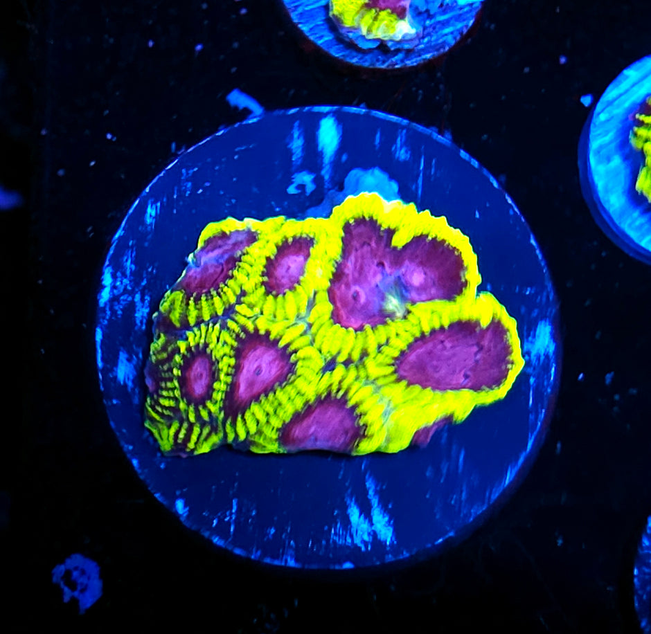 CK Yellow Submarine Favia