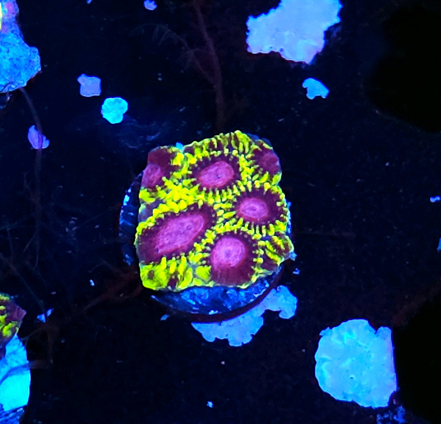 HF Yellow Submarine Favia