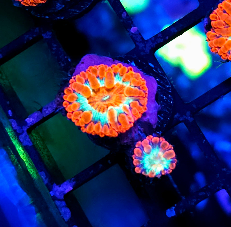 Implosion Indonesian Blasto