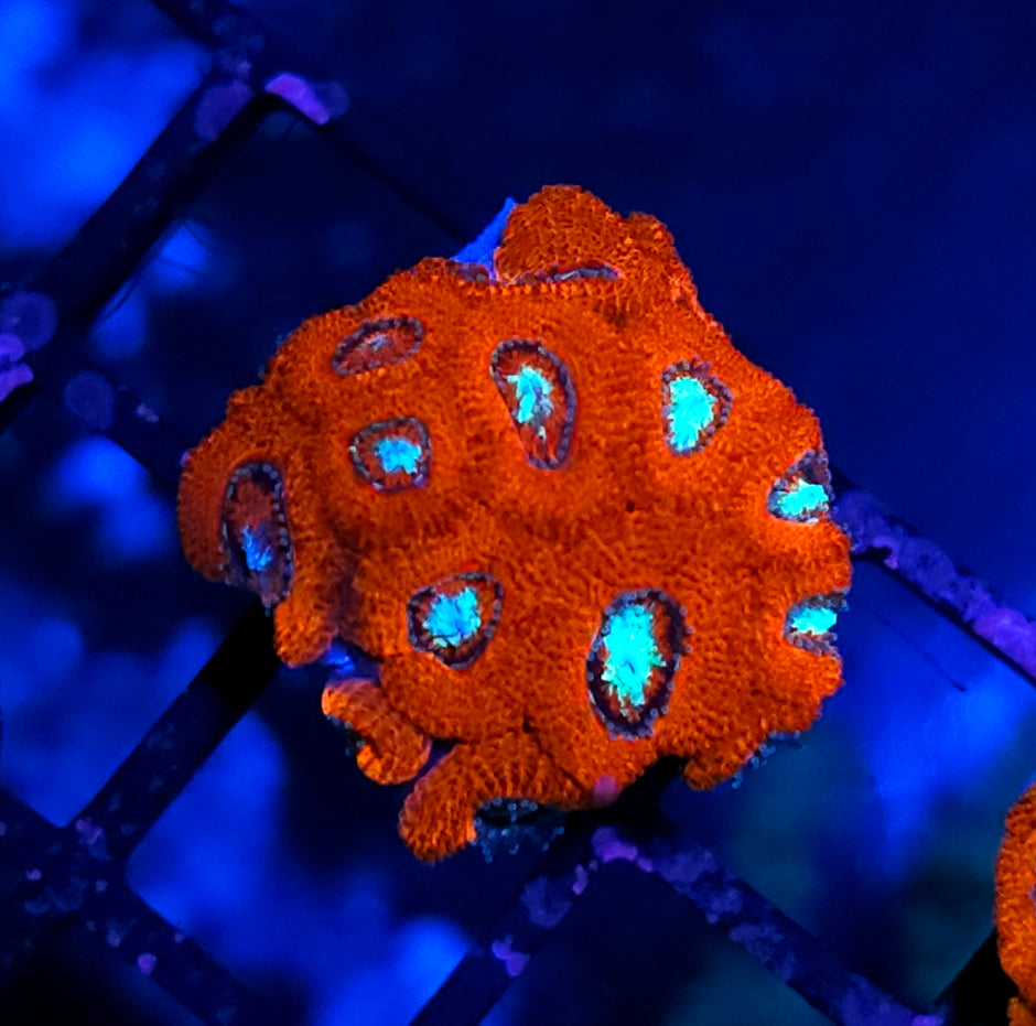 Star Lord Micromussa Amakusensis