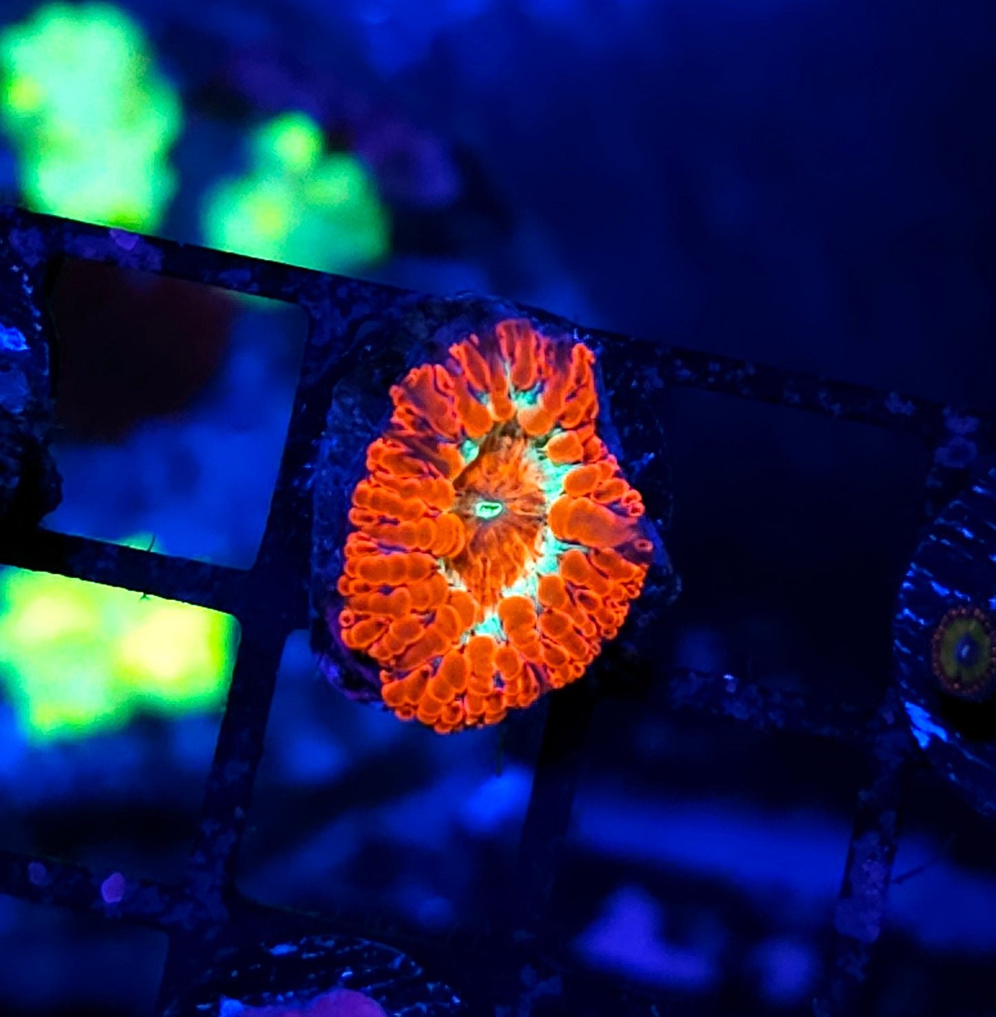 Implosion Indonesian Blasto